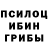 Галлюциногенные грибы Psilocybine cubensis Steikey